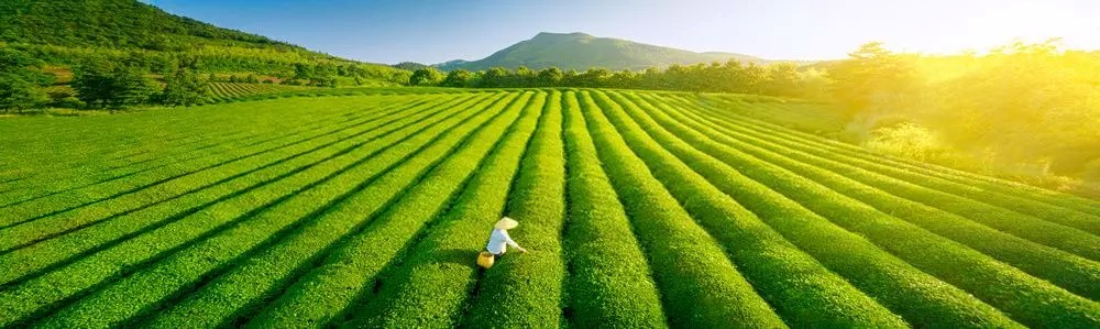 روایت ورود چای به ایران / تجارت ایران وهندوستان در زمان مظفرالدین شاه قاجار( بخش اول)