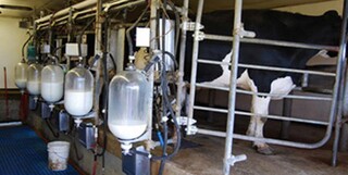 تولید بیش از ۶۹ هزار تن شیر خام در استان قزوین