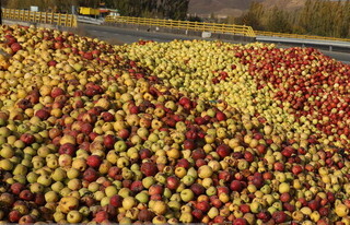 فرآوری ۳۳۰ هزار تن سیب صنعتی در آذربایجان‌غربی