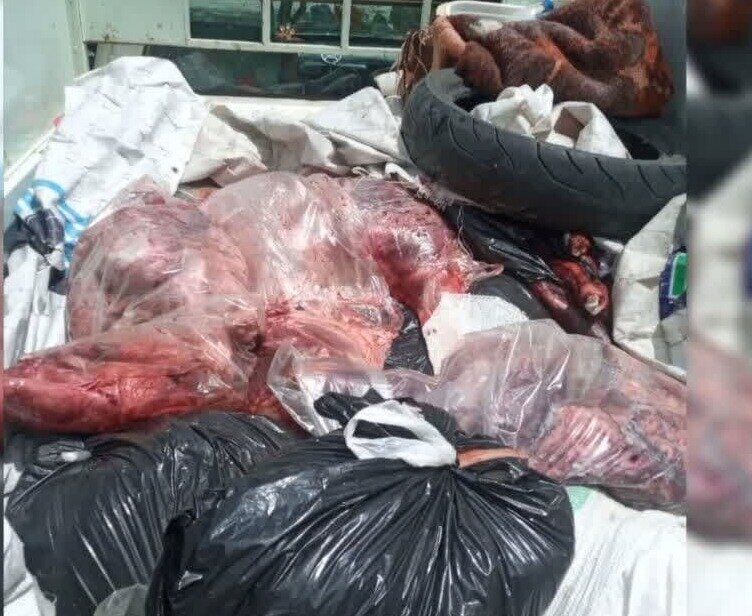 ۴۰۰ کیلوگرم گوشت خوک در سوادکوه کشف شد