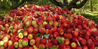 برداشت ۲۴۰۰ تن سیب درختی از باغات جنوب کرمان