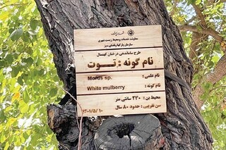شناسایی ۸۸۰ اصله درخت کهنسال در مشهد