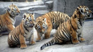 باغ وحش مشهد در جابجایی بدون مجوز چهار قلاده ببر مسئول است