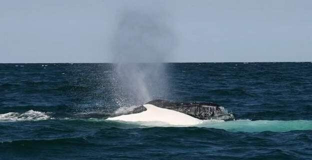 لاشه یک نهنگ در آب‌های جزیره کیش پیدا شد/ نمونه‌برداری از لاشه در حال انجام است