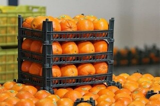 کاهش ۶۰ درصدی تقاضای خرید میوه