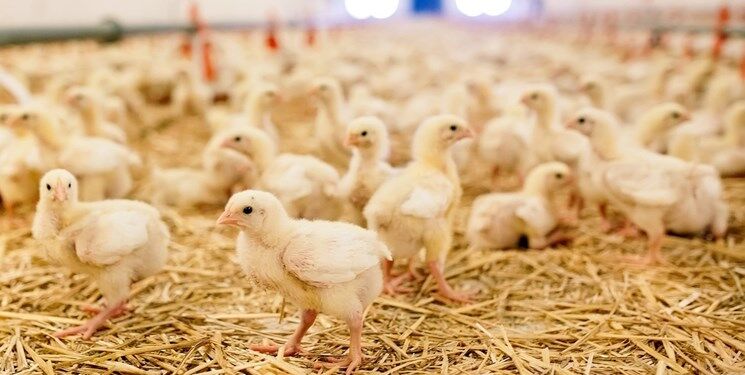 ‌تامین نیاز مرغ کشور با ۱۳۰ میلیون قطعه‌ جوجه‌ریزی ‌