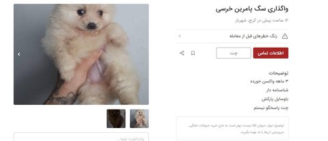 فروش غیرقانونی سگ و گربه روی دیوار/ توله های ۱۵ میلیون تومانی!