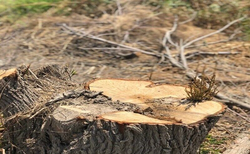 جزئیات قطع درختان ۲۰۰ ساله چنار در لرستان/ درخواست مجری سد مخمل‌کوه برای قطع درختان 