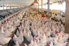 افزایش بیش از ۲۵ درصدی شاخص قیمت تولید کننده محصولات مرغداری‌های صنعتی خراسان رضوی