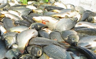 صادرات ۵۰۰۰ تن ماهی کپور در سال از بابل