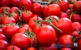 عرضه ۱۱۵ هزار تن گوجه فرنگی به بازار در آذر ماه/ قیمت‌ها متعادل می‌شود
