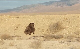 تلف شدن خرس نر قهوه‌ای در شاهرود