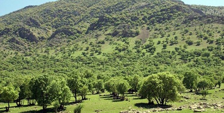 رئیس سازمان منابع طبیعی :
بودجه طرح کاشت مردمی یک میلیارد درخت هنوز تخصیص نیافته است
