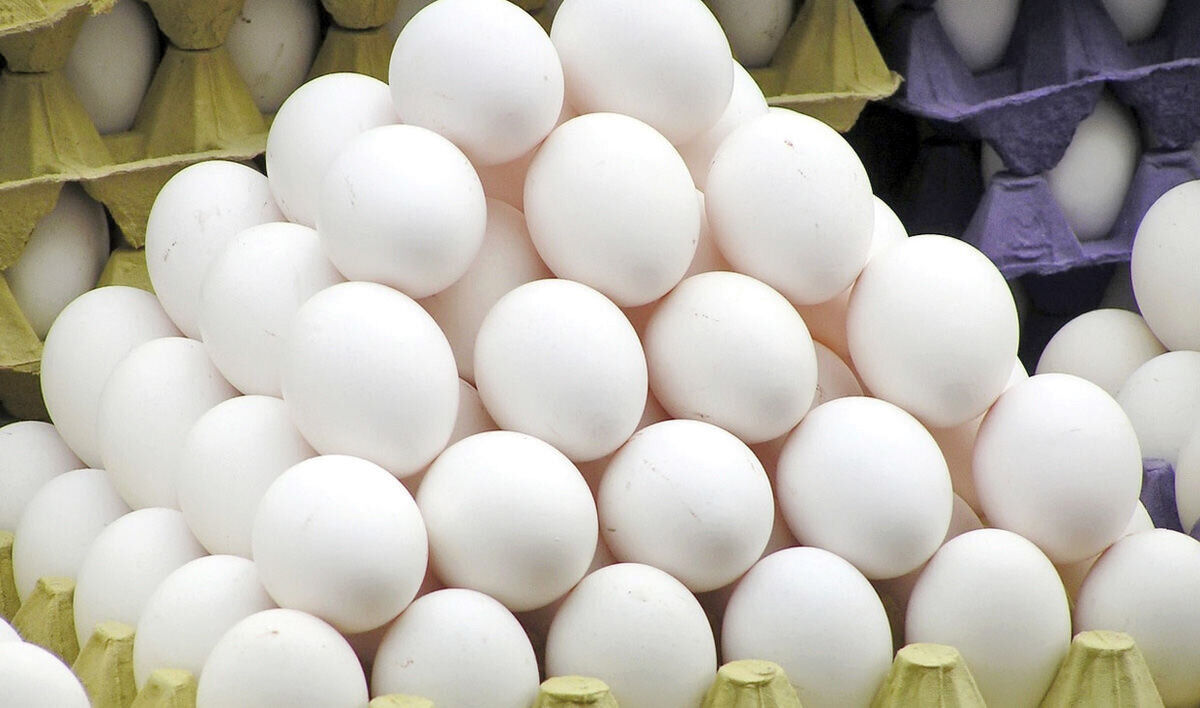 عرضه تخم مرغ فاقد «نشانه گذاری» ممنوع می‌شود 
