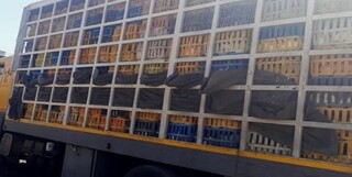 توقیف ۱۰ کامیون مرغ زنده بدون مجوز در غرب گیلان