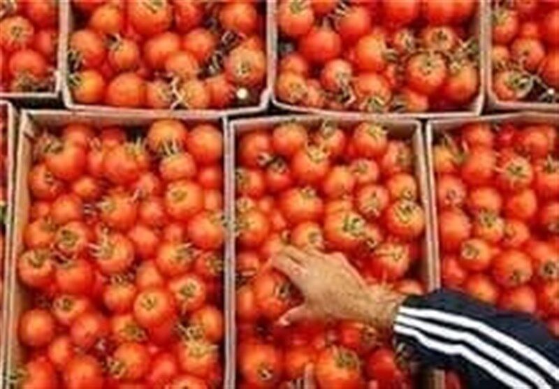 کاهش قیمت گوجه فرنگی در بازار با افزایش عرضه