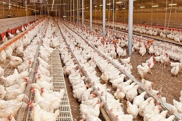 دلایل افزایش قیمت مرغ چیست؟