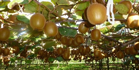 صادرات ۱۱۰ هزار تن کیوی از گیلان