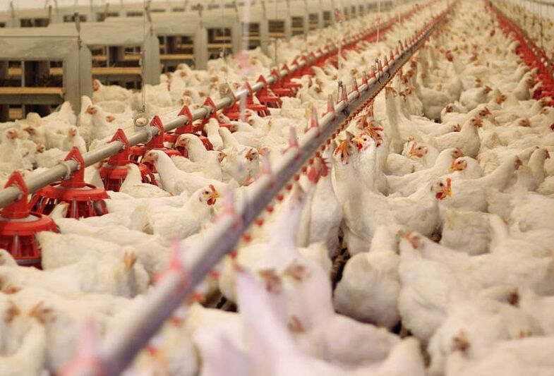 حدود ۲ هزار تن گوشت مرغ در زاهدان تولید شد