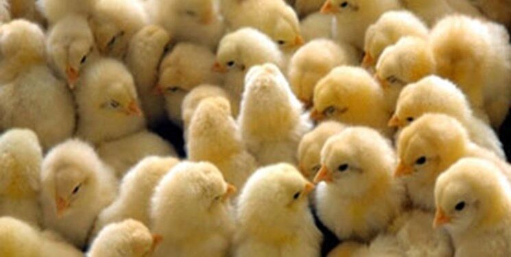 افزایش جوجه ریزی در مرغداری‌های بردسکن