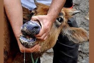 تب برفکی با سویه جدید تا کنون در خراسان رضوی گزارش نشده است