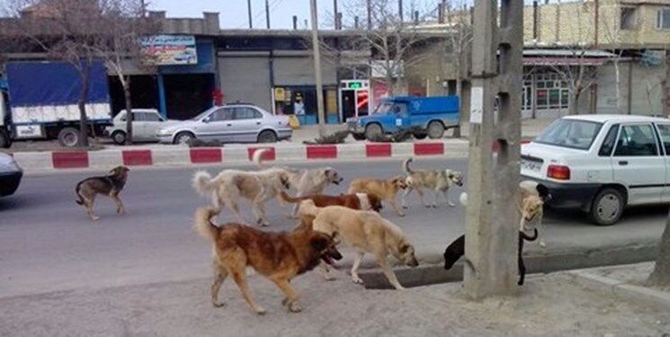 وزیر کشور: شهرداری‌ها باید نسبت به جمع‌آوری سگ‌های ولگرد اقدام کنند