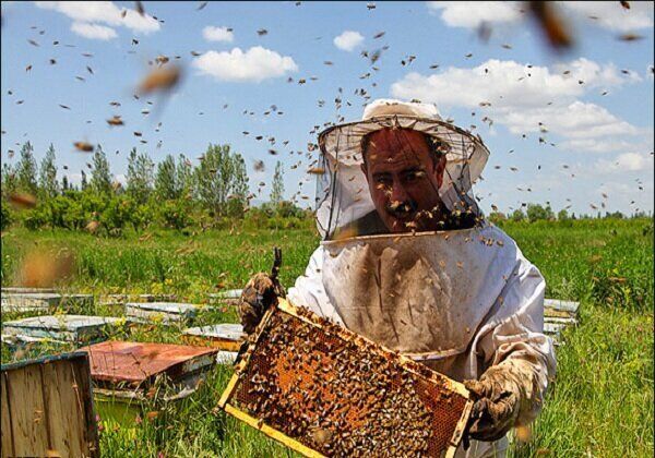 تولید بیش از ۱۳۰ تن عسل در کبودرآهنگ