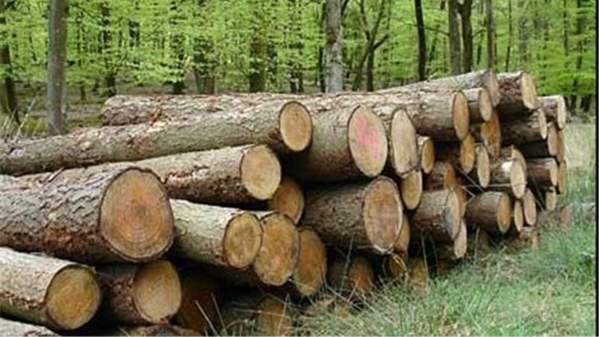 قاچاق سالانه سه میلیون مترمکعب چوب در کشور