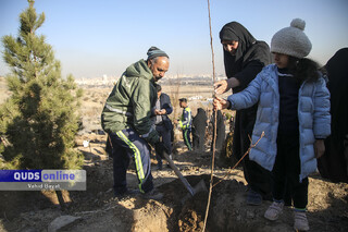 نقش موثر درختکاری در کاهش کولاک