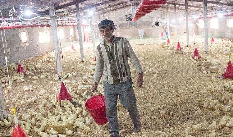 تولید ۴۰ هزار تن مرغ مازاد با افزایش ۲۰ میلیون قطعه جوجه ریزی در مرغداری‌ها