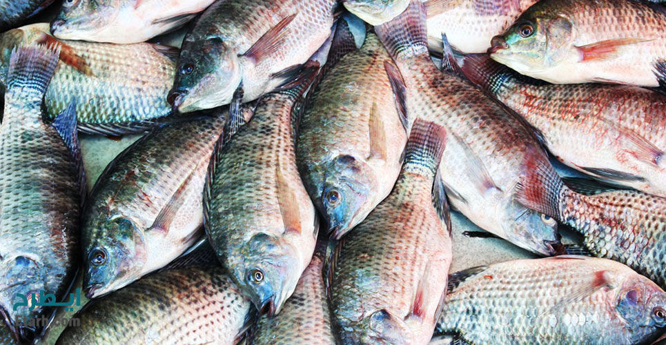 ۲۰ تن ماهی تیلاپیا در سبزوار تولید شد