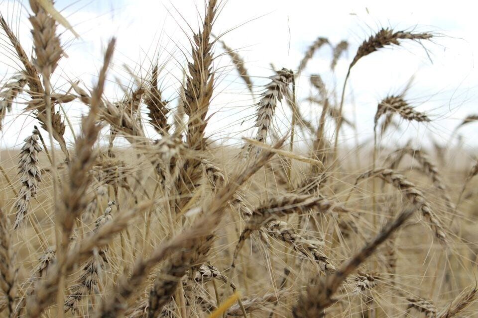 کشت۳۴ هزار هکتار گندم در سیستان و بلوچستان 