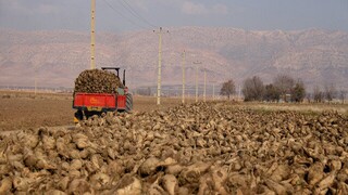 تولید ۳۲ هزار تن چغندرقند در استان قزوین