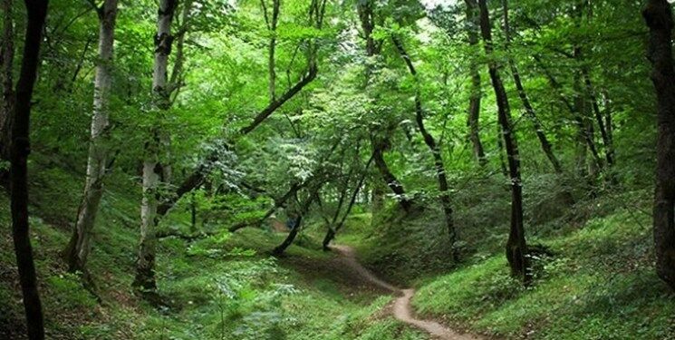 احداث پارک جنگلی ۸۵ هکتاری در شاهرود