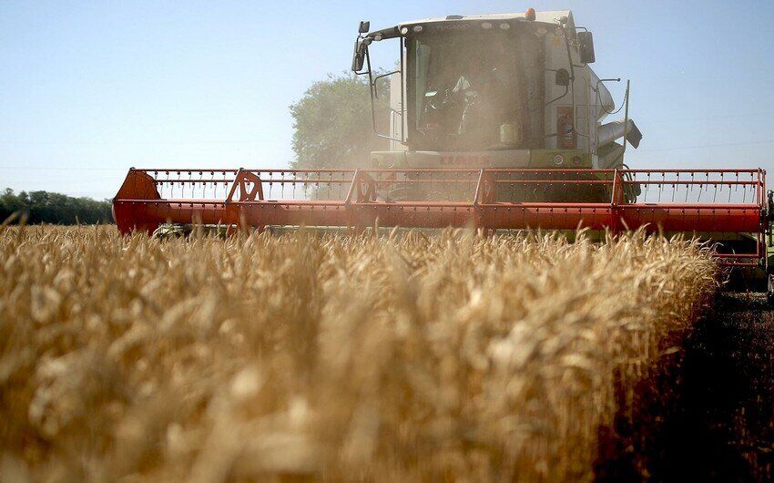 خبرهای خوش برای گندم‌کاران/ کشاورزان به افزایش قیمت گندم امیدوار باشند