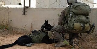 سگ‌های ارتش اسرائیل هم در غزه به بن‌بست رسیدند!