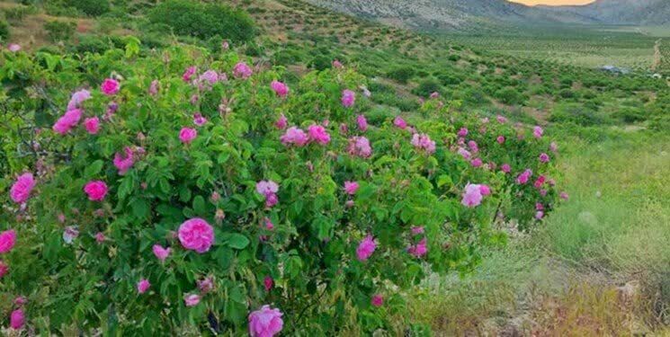 گیاهان دارویی، ثروت مغفول مانده در مازندران