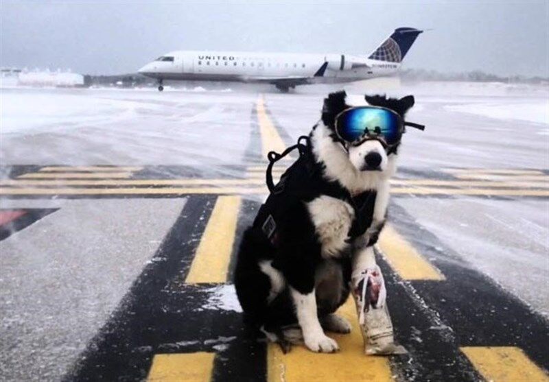 "سگ" مانع فرود هواپیمای پویا در باند فرودگاه مهرآباد شد