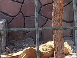 شیر نر باغ وحش مشهد تحت درمان بیماری انگلی است 