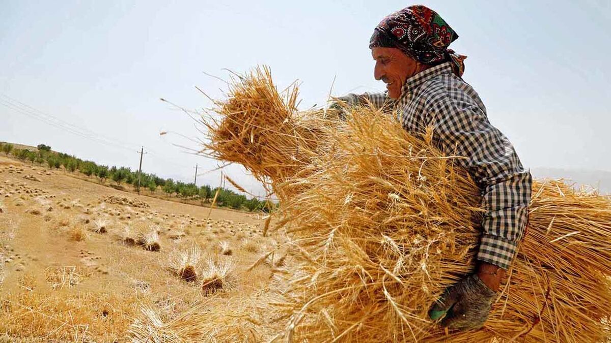 خشکسالی کشاورزان را متضرر کرد/ کاهش ۷۰ درصدی تولید گندم در بوشهر