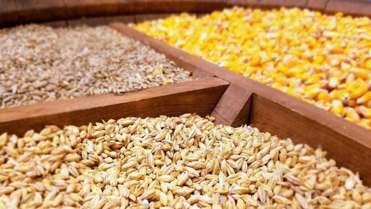 ترخیص بیش از ۱۰ میلیون تن نهاده دام وارداتی از بندر امام(ره)