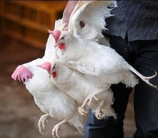 کشف مرغ قاچاق توسط مرزبانان هنگ سرخس