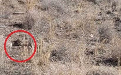 مشاهده و ثبت یک قلاده گربه وحشی در منطقه شکار ممنوع ریوند