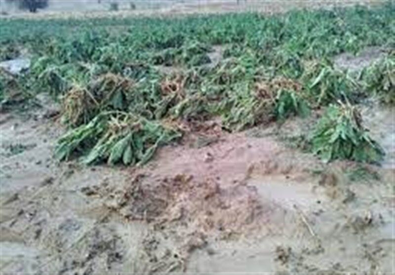 باران‌های سیل آسا ۶۲ میلیارد ‌به کشاورزی کهگیلویه و بویراحمد خسارت زد