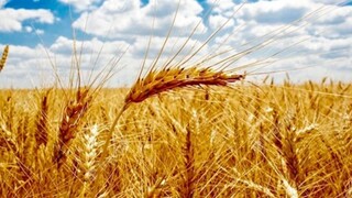 پیش‌بینی برداشت ۲۱۴ هزار تن گندم در خراسان شمالی