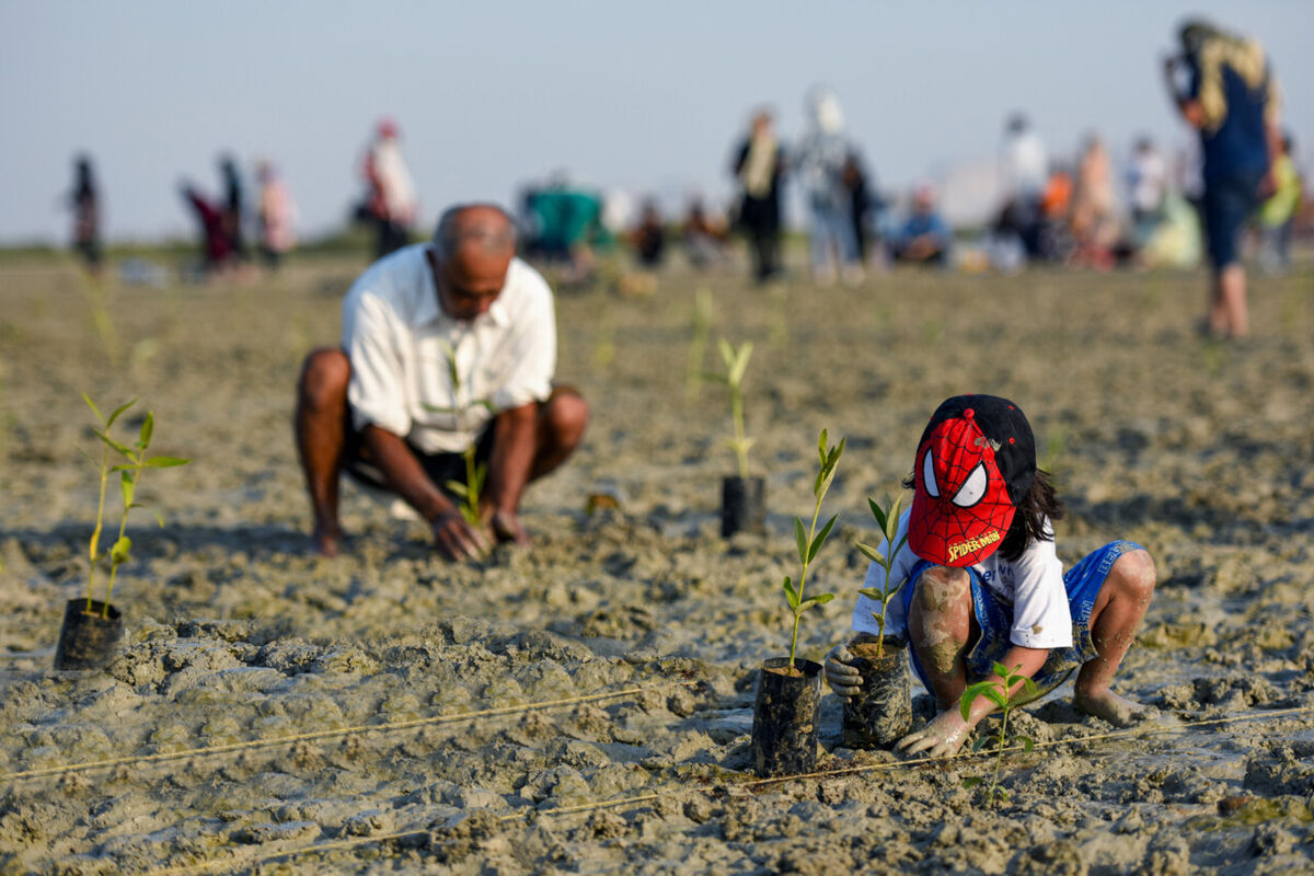 آیا کاشت یک میلیارد درخت در کشور امکان‌پذیر است؟