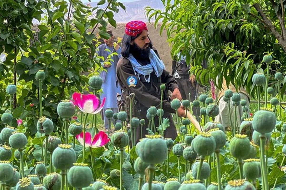احتمال کاهش ورود مخدرهای سنتی به ایران و افزایش مواد مخدر صنعتی از افغانستان