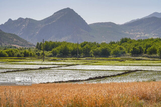 سه درصد اراضی کشاورزی نیشابور سنددار شده‌اند