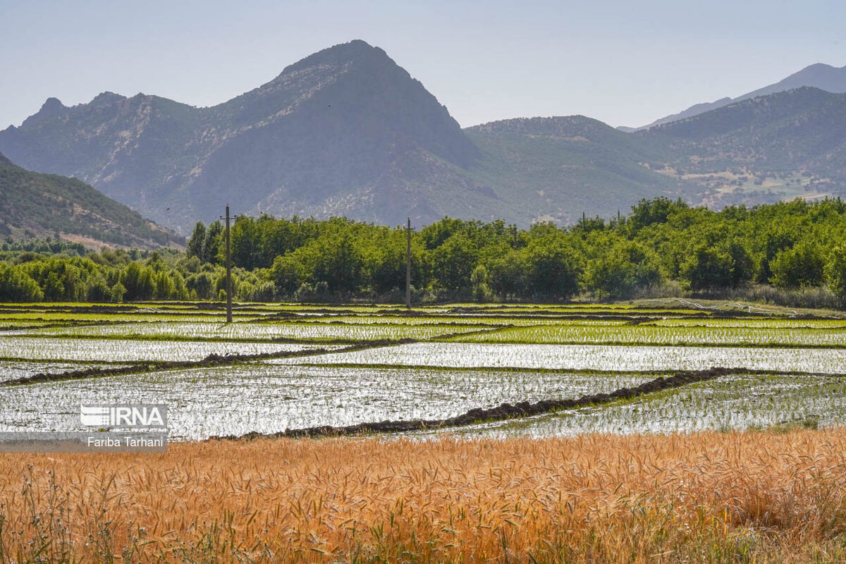 سه درصد اراضی کشاورزی نیشابور سنددار شده‌اند