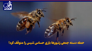 فیلم| حمله دسته جمعی زنبورها بازی حساس تنیس را متوقف کرد!